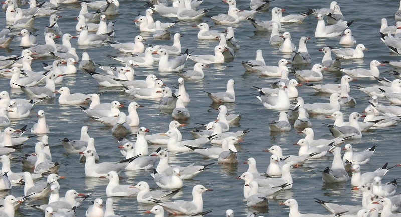 чайка sp. - ML629683302