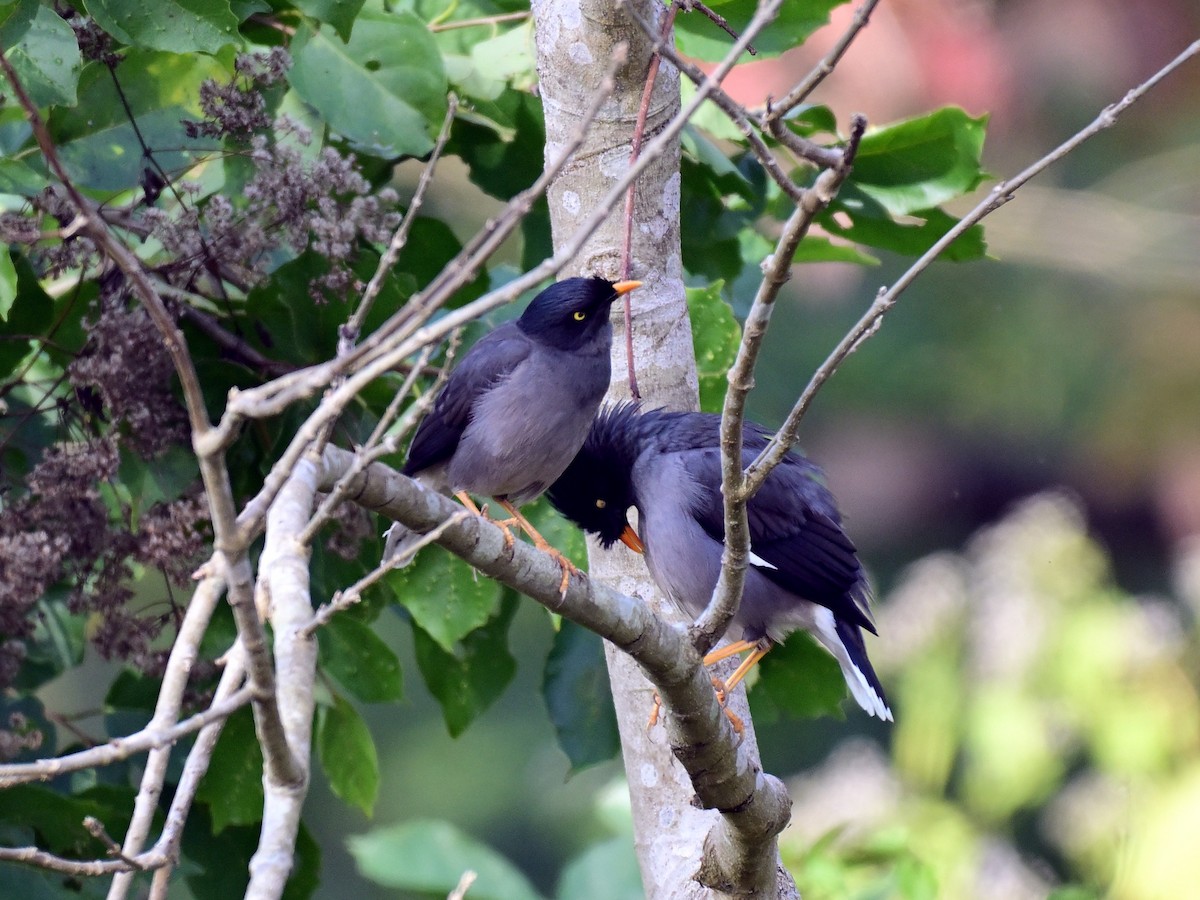 Jungle Myna - Ashok Kolluru