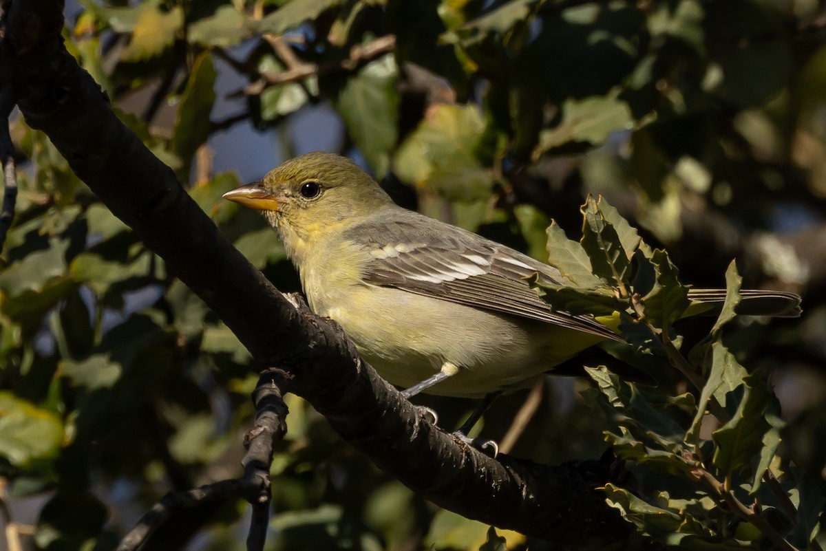Western Tanager - ML629683377