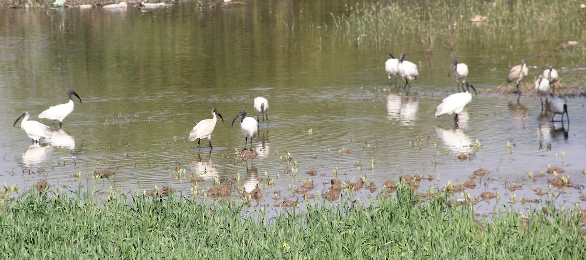Black-headed Ibis - ML629683706
