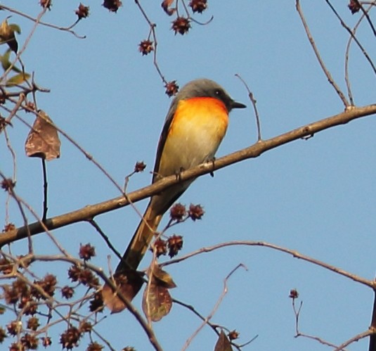 Small Minivet - ML629683712