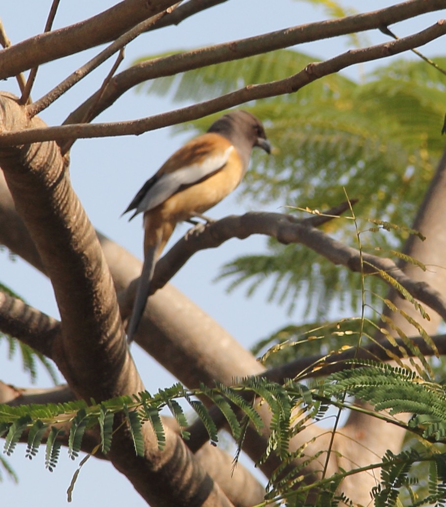 Rufous Treepie - ML629683756