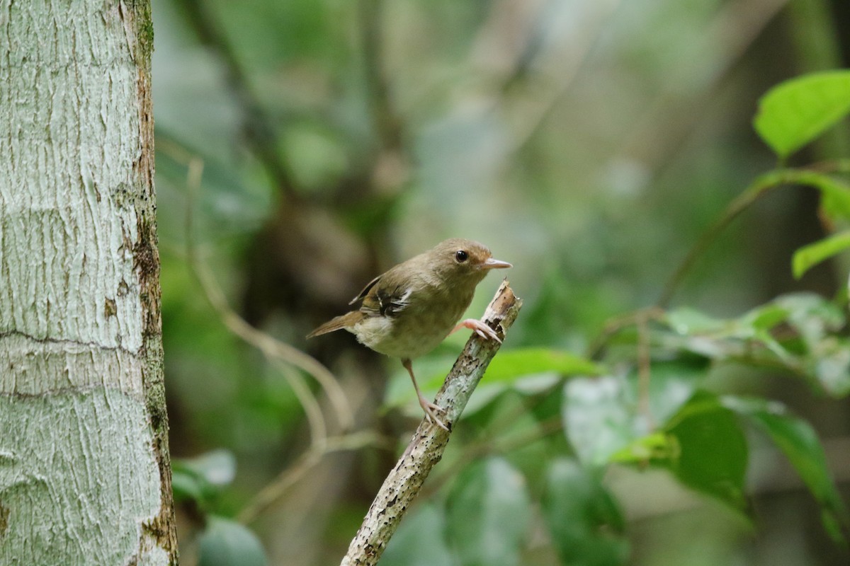 Tropical Scrubwren - ML629683795