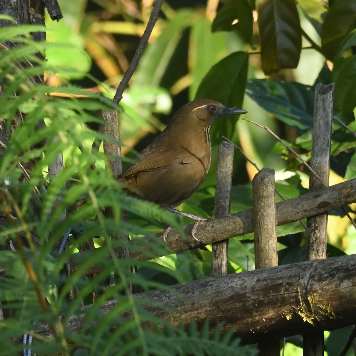 Spot-breasted Laughingthrush - ML629683811