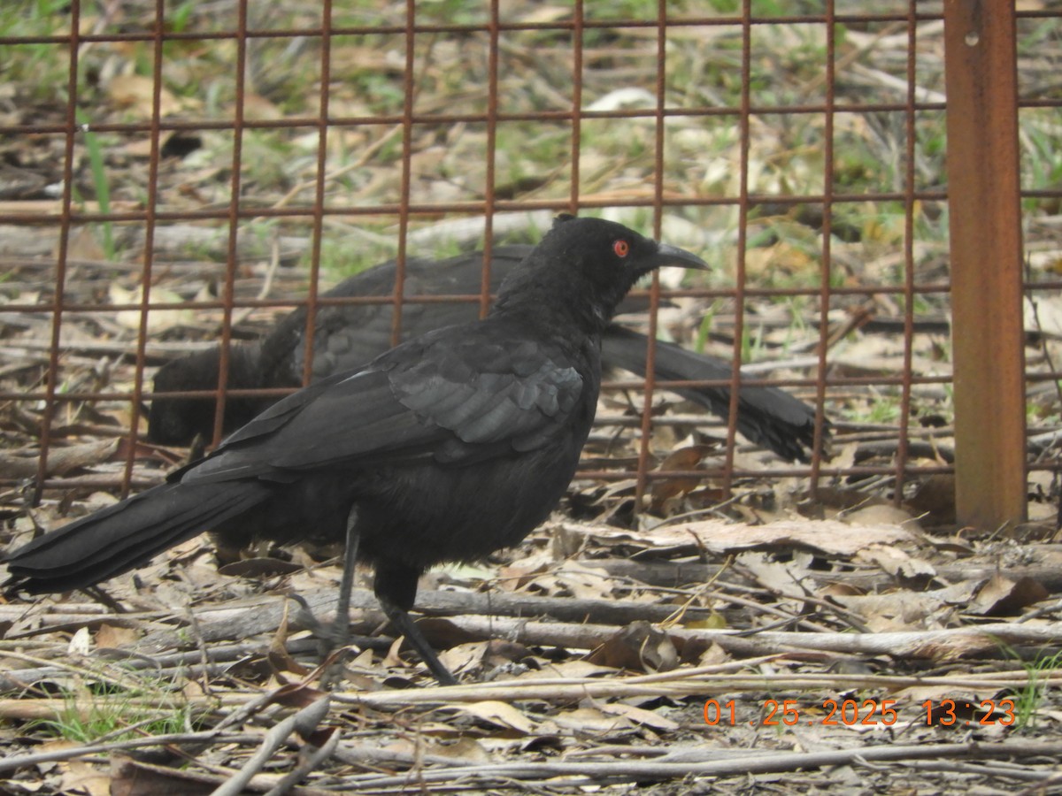 White-winged Chough - ML629683844