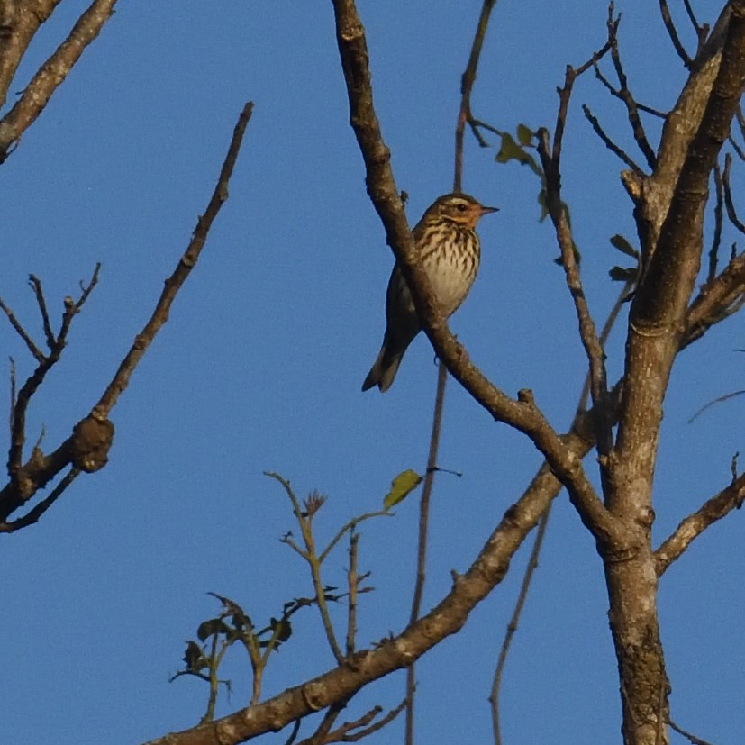 linduška olivová - ML629683875