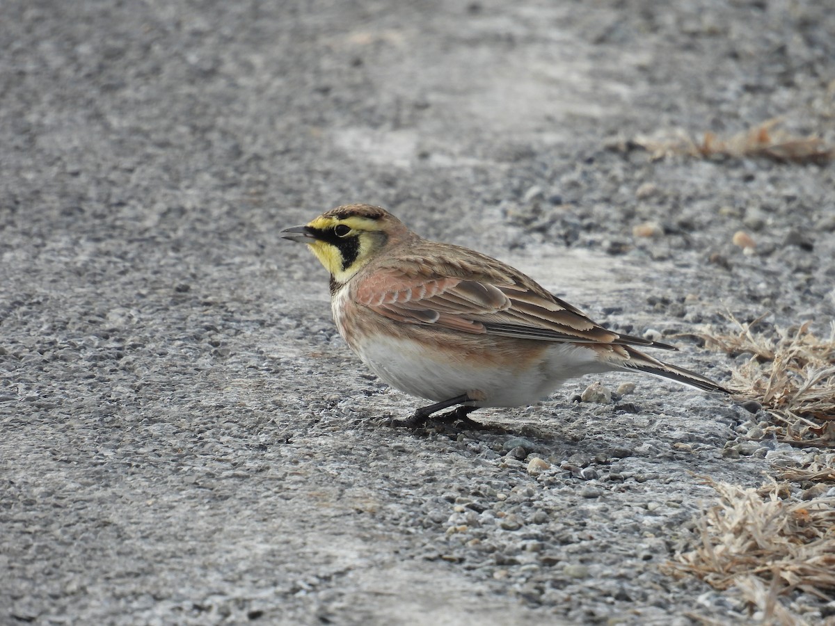 Horned Lark - ML629683893