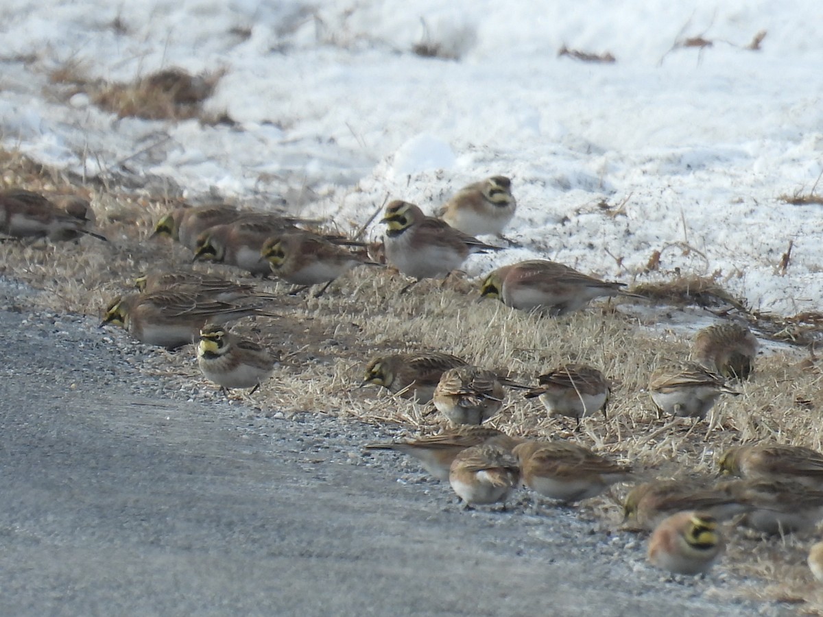 Horned Lark - ML629683902