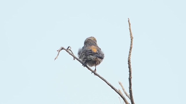 House Finch - ML629683941