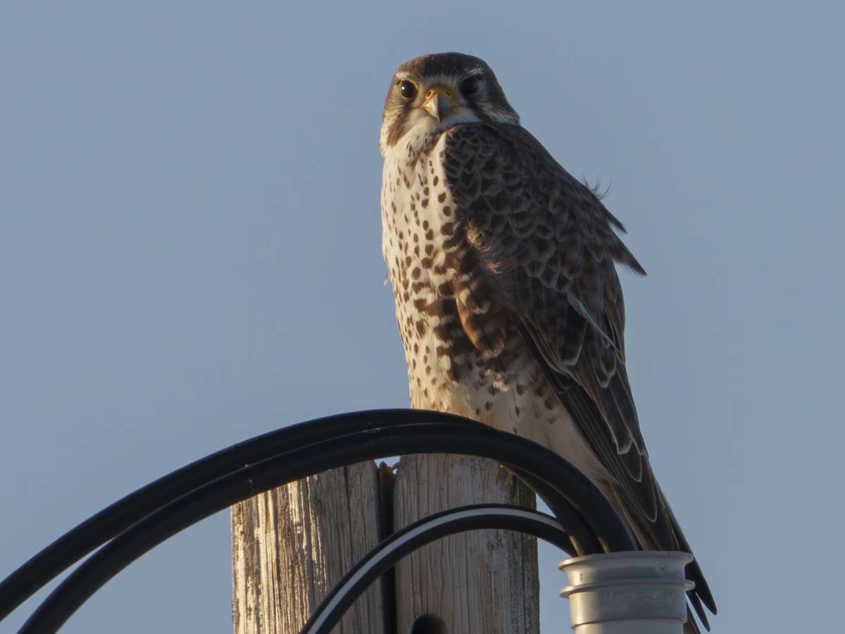 Prairie Falcon - ML629683963