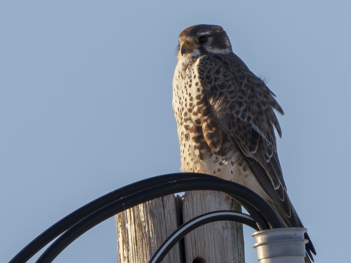 Prairie Falcon - ML629684018