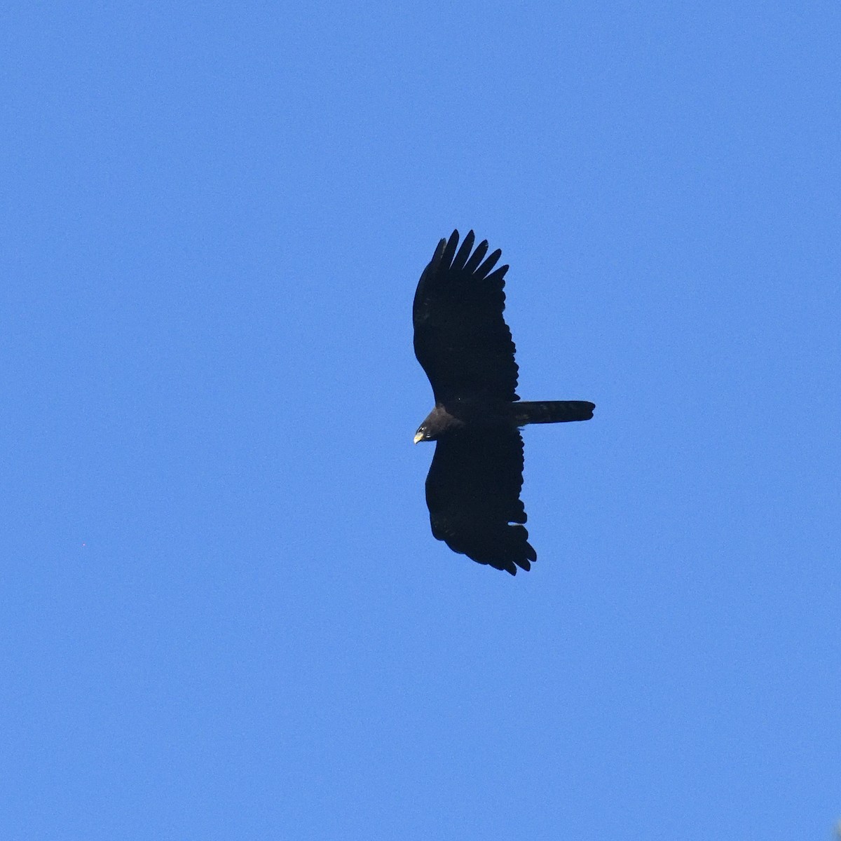 orel indomalajský - ML629684021