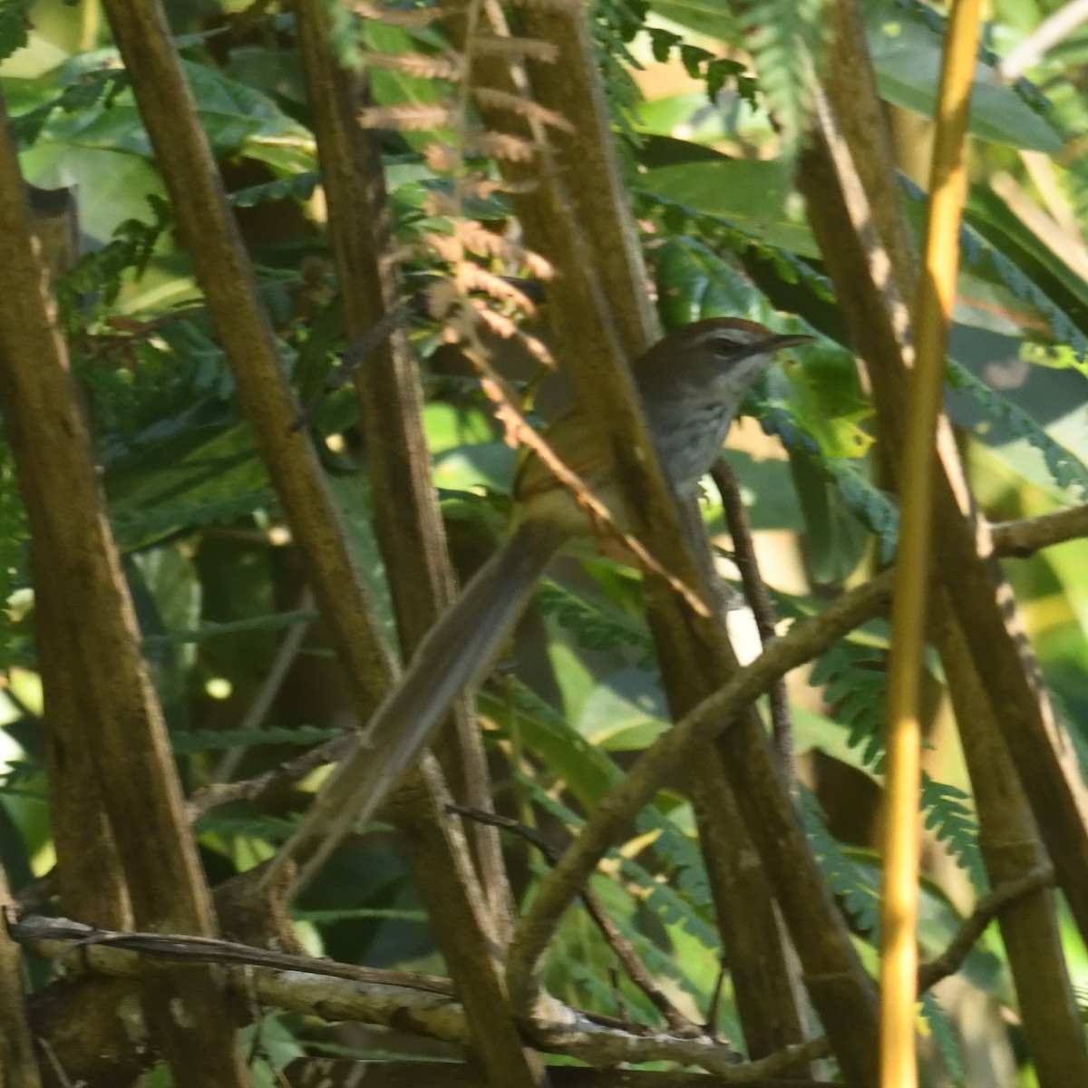 Rufous-crowned Prinia - ML629684039