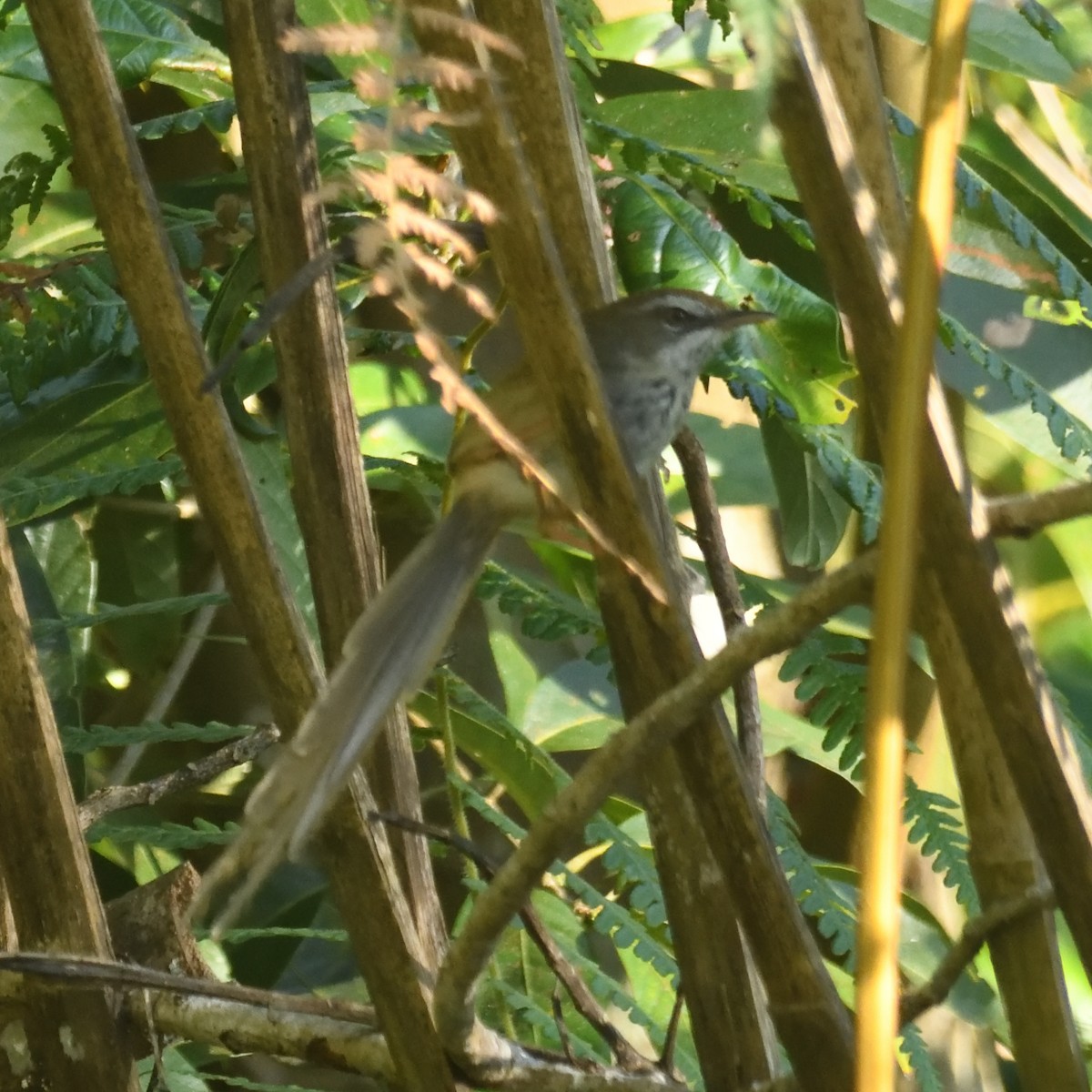 Rufous-crowned Prinia - ML629684040