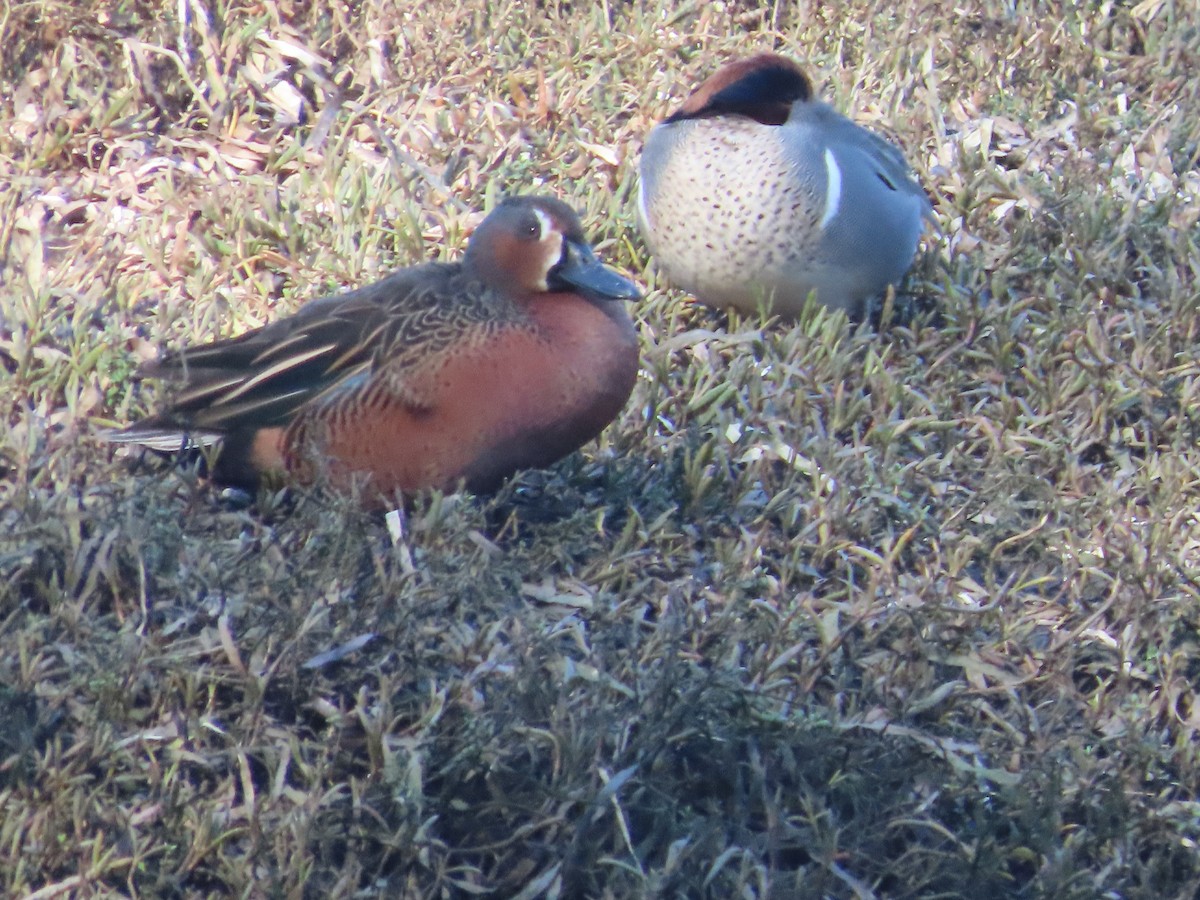 Blue-winged x Cinnamon Teal (hybrid) - ML629684130
