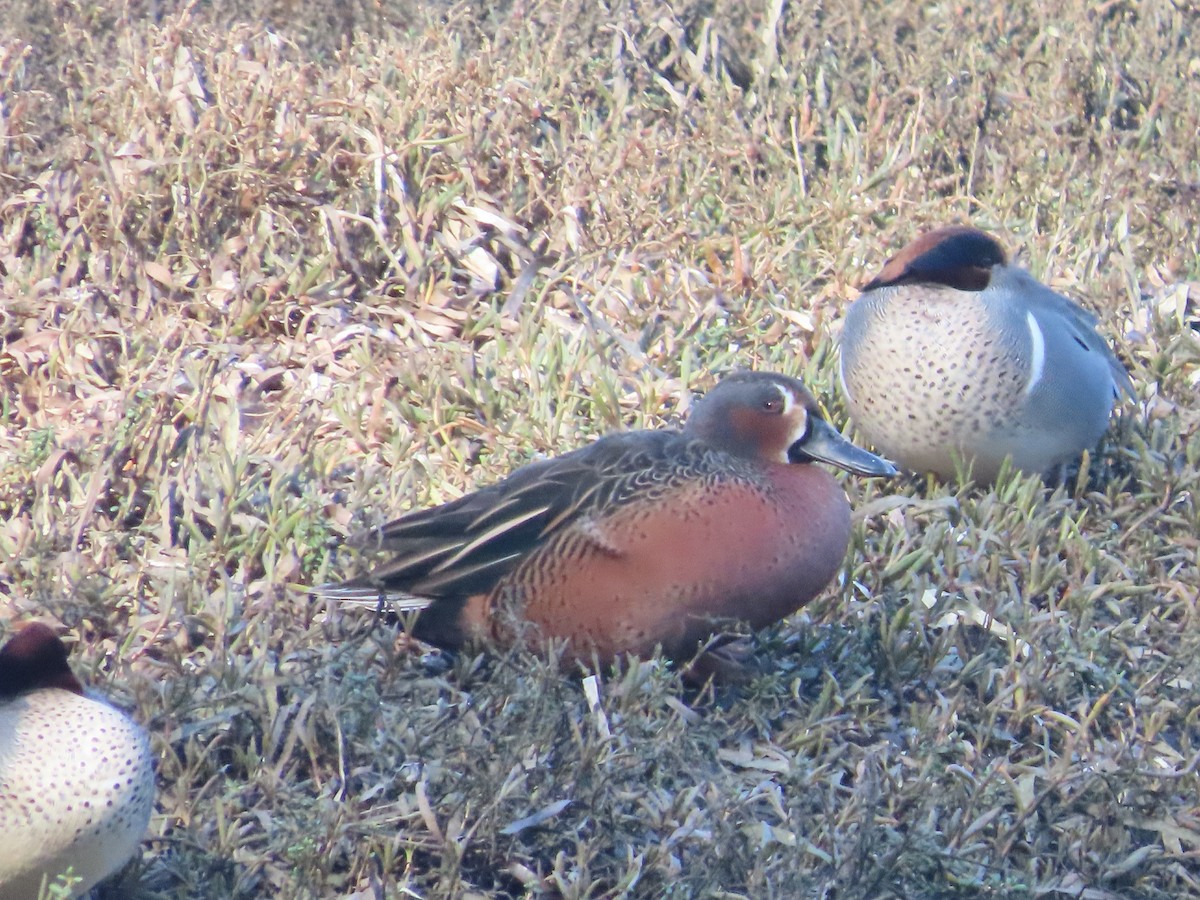 Blue-winged x Cinnamon Teal (hybrid) - ML629684147