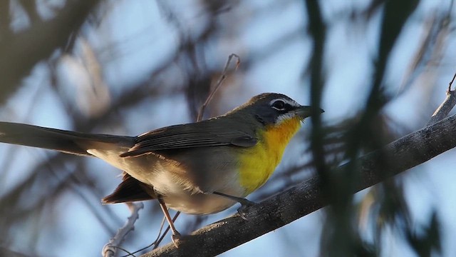 Yellow-breasted Chat - ML629684480