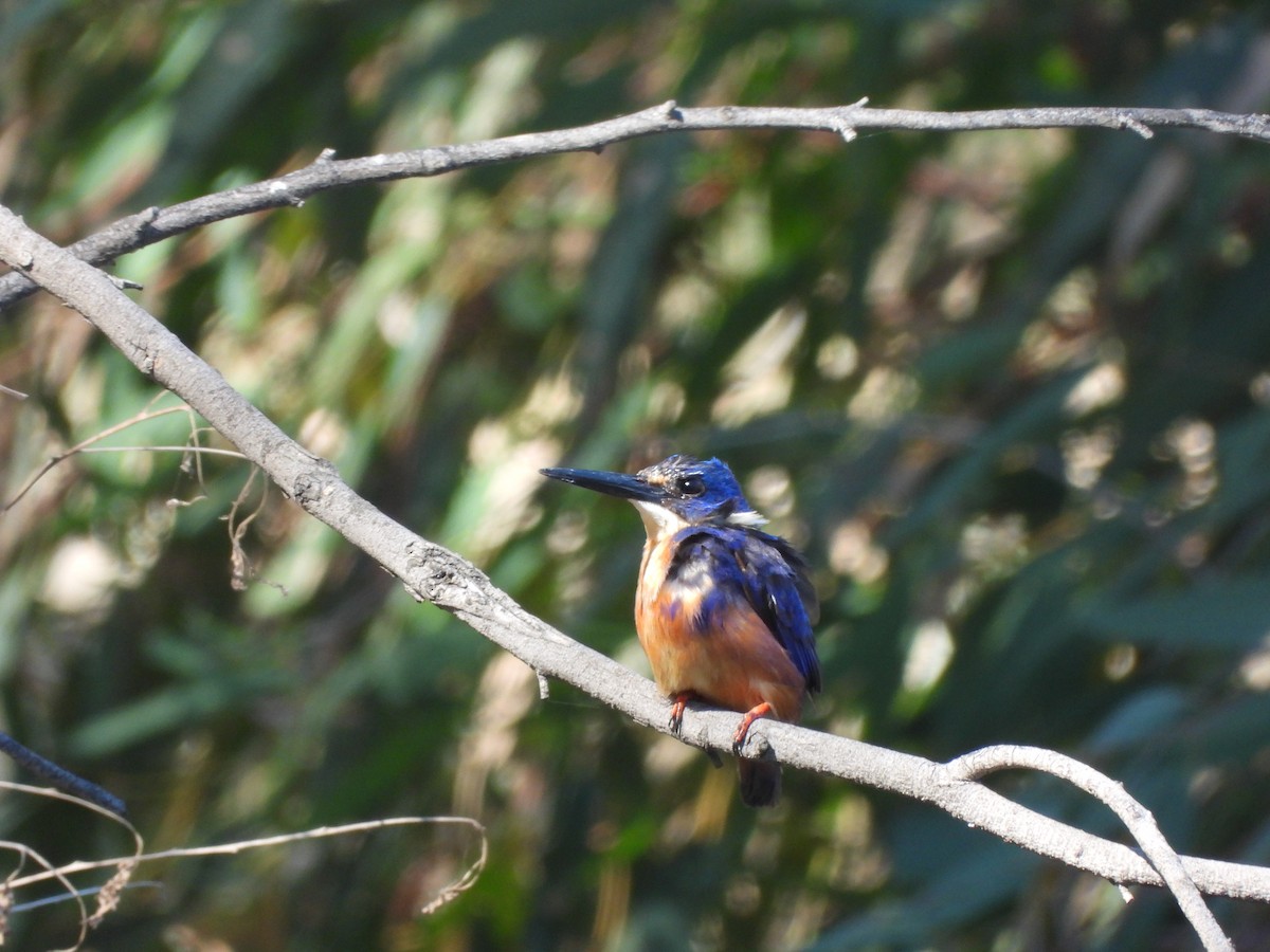 Azure Kingfisher - ML629684725