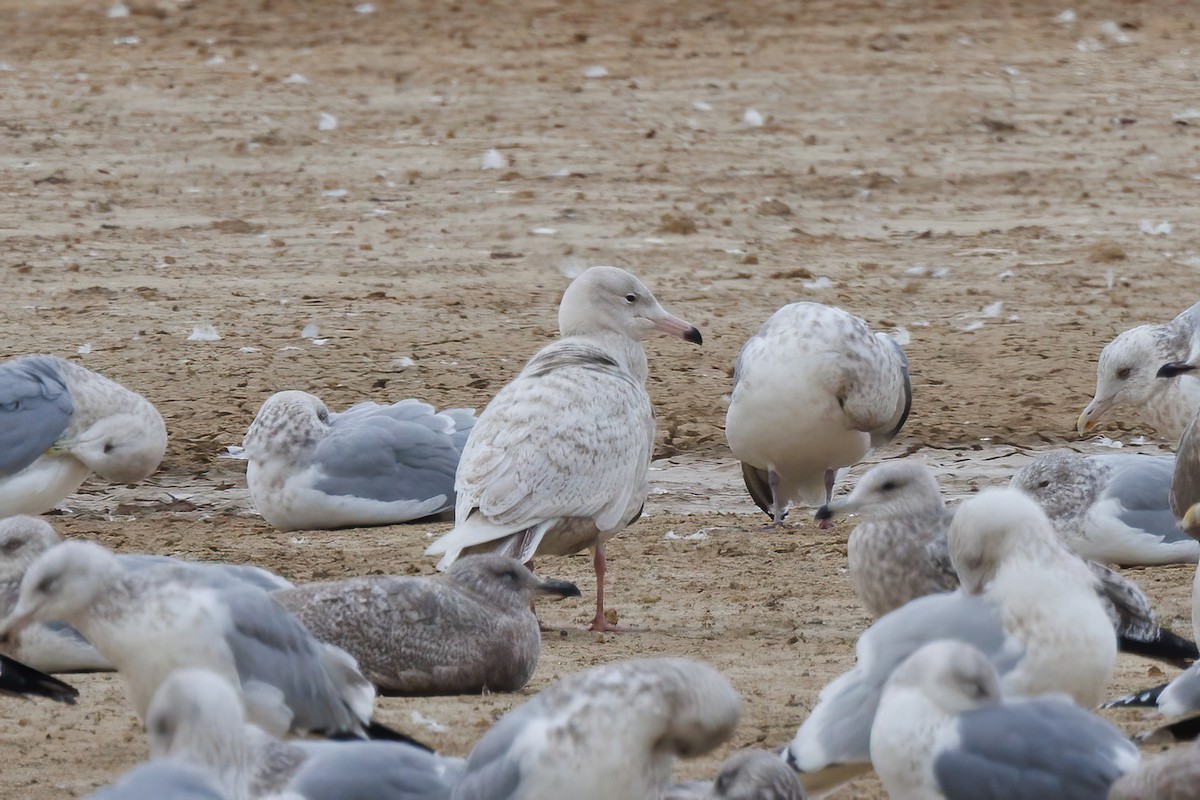 Мөсний цахлай - ML629684752