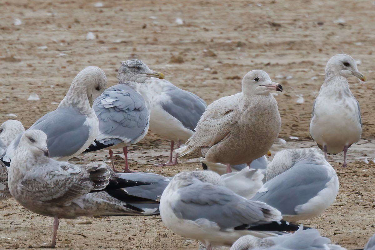 Мөсний цахлай - ML629684757