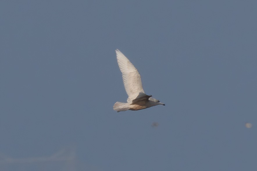 Мөсний цахлай - ML629684791