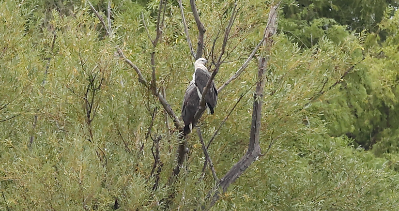 White-bellied Sea-Eagle - ML629685048
