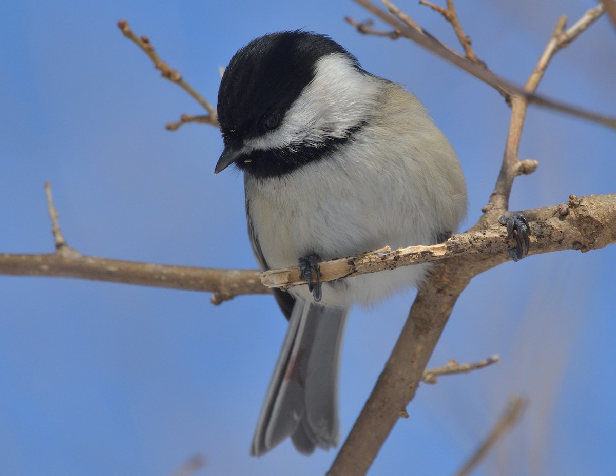 chickadee sp. - ML629685115