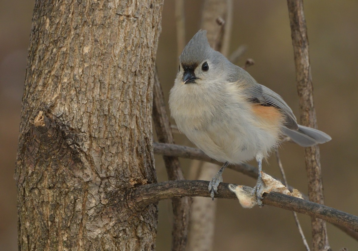 エボシガラ - ML629685127