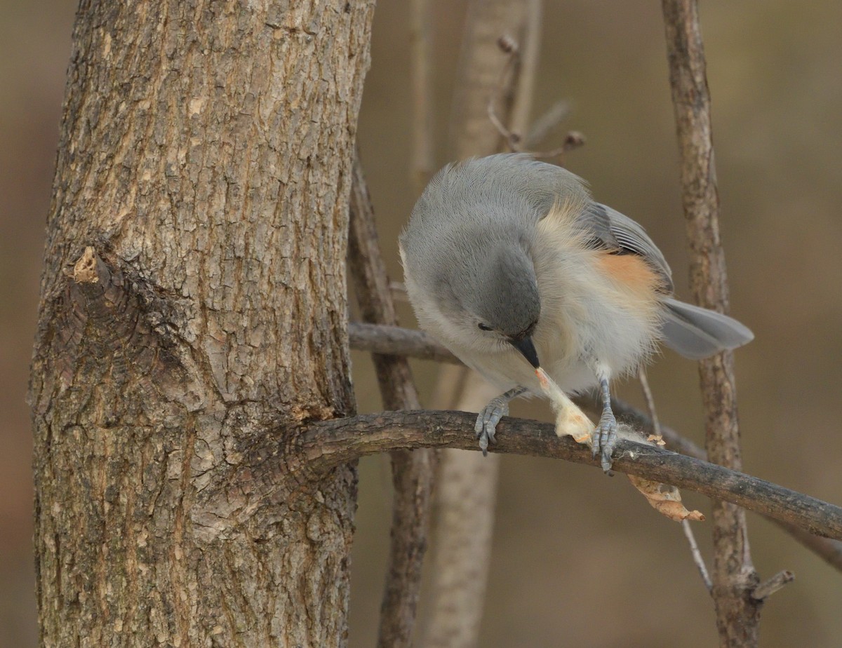エボシガラ - ML629685132