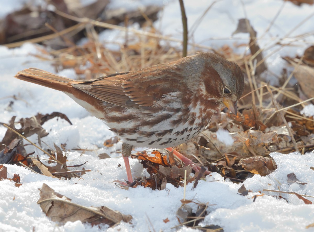 ゴマフスズメ - ML629685147