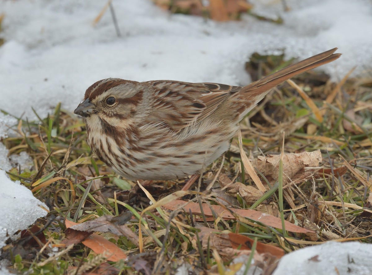 ウタスズメ - ML629685203