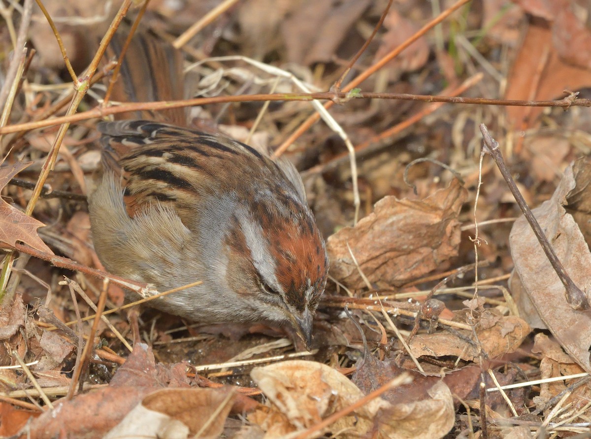 ヌマウタスズメ - ML629685285