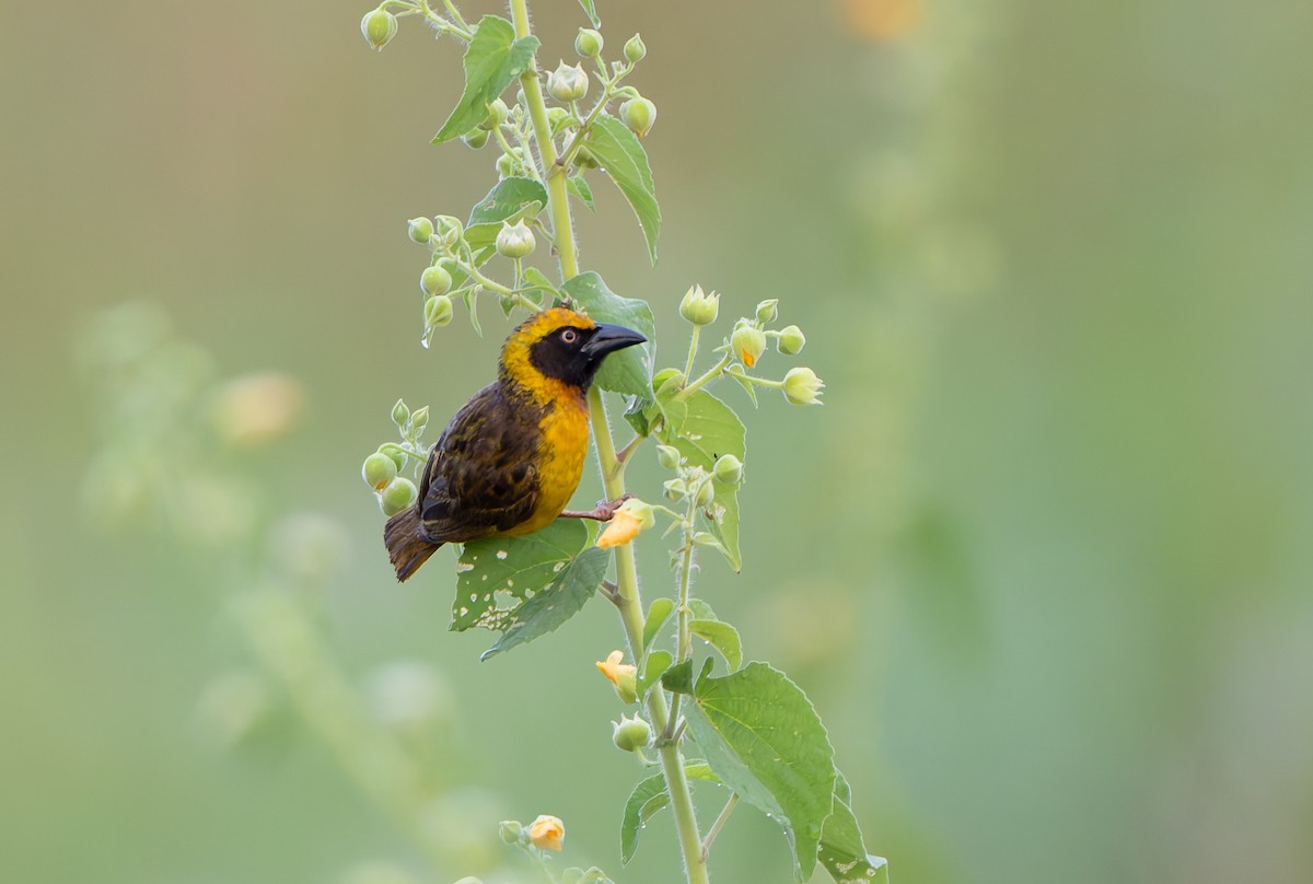 Fox's Weaver - ML629685707