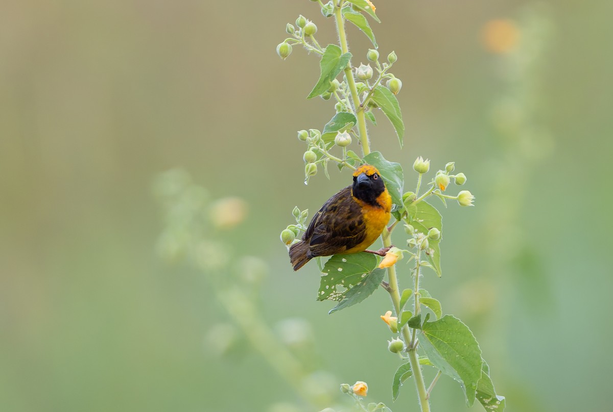 Fox's Weaver - ML629685709