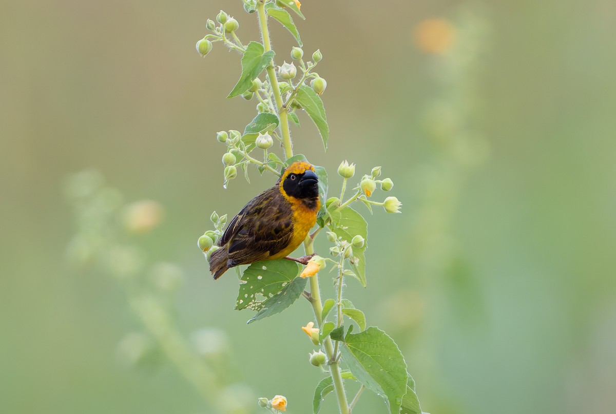 Fox's Weaver - ML629685710