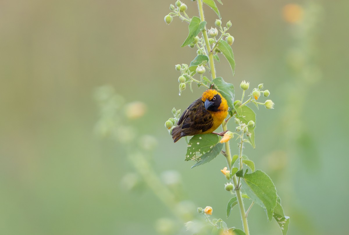 Fox's Weaver - ML629685711