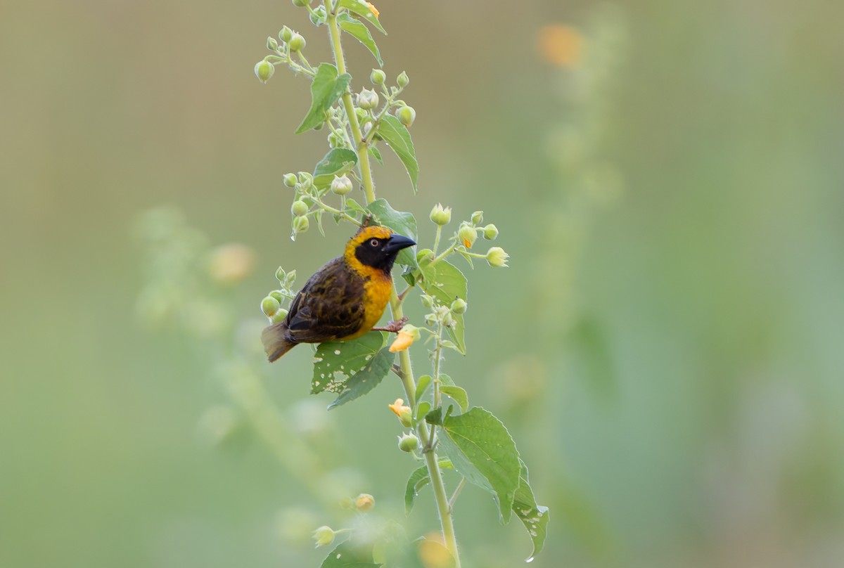 Fox's Weaver - ML629685712