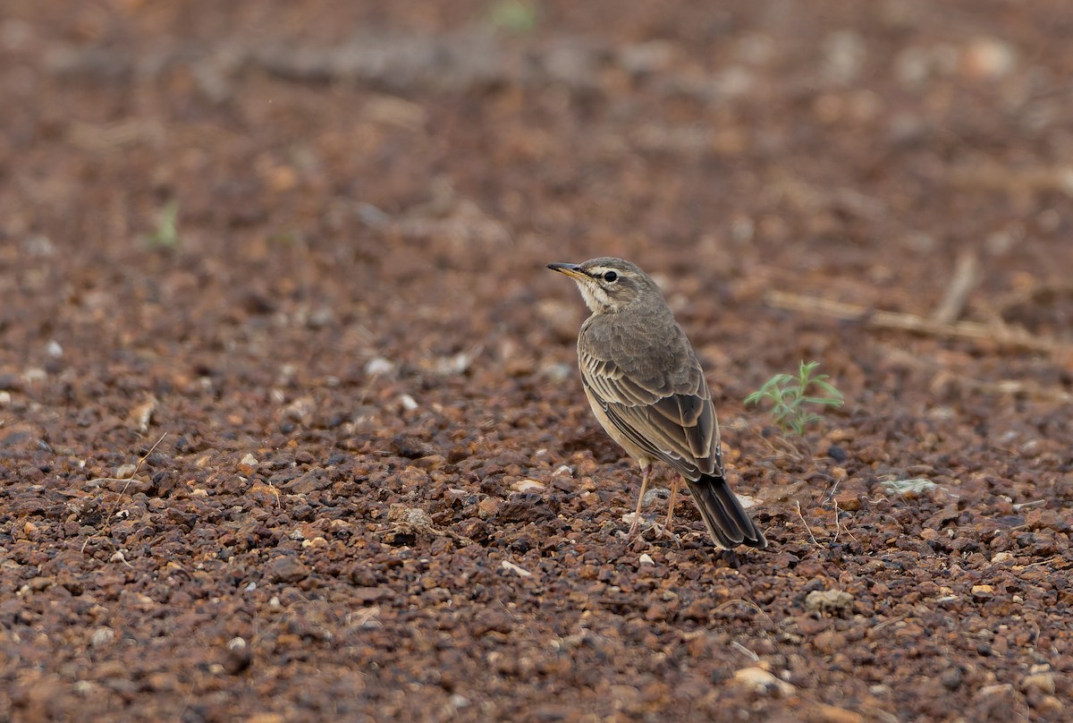 Plain-backed Pipit - ML629685962