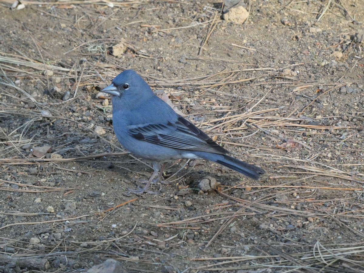 Pinson bleu - ML629685976