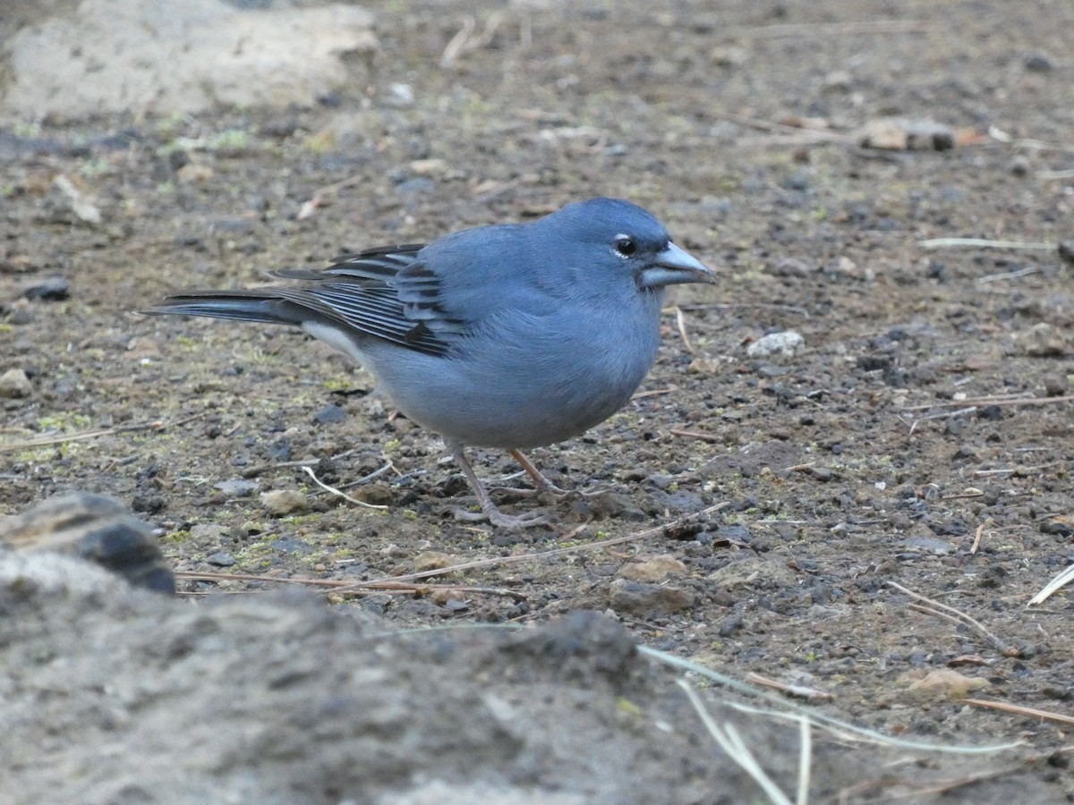 Pinson bleu - ML629685977