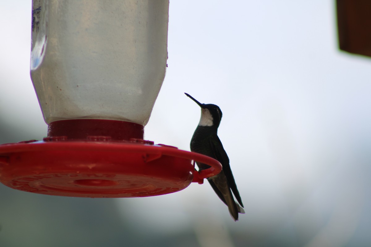 White-throated Mountain-gem - ML629686098