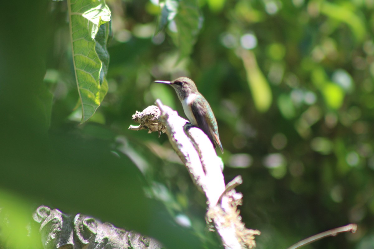 Volcano Hummingbird - ML629686151