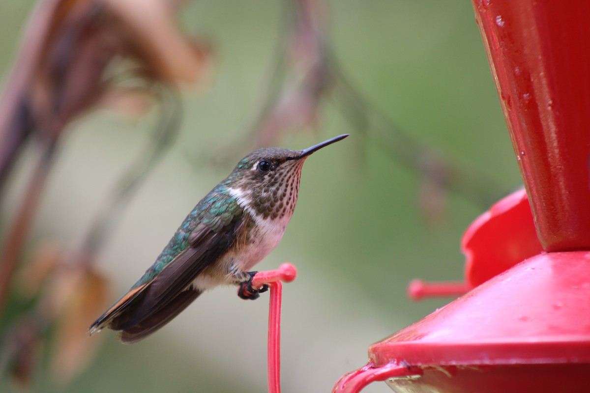 Volcano Hummingbird - ML629686152