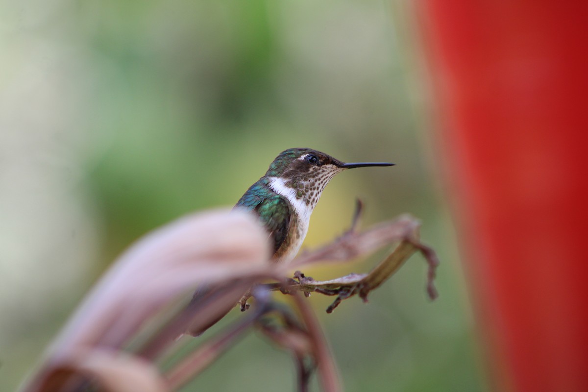 Volcano Hummingbird - ML629686153