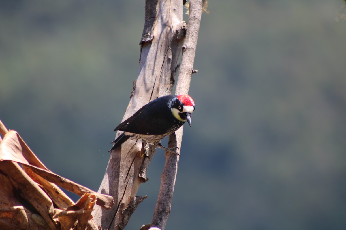 Acorn Woodpecker - ML629686162