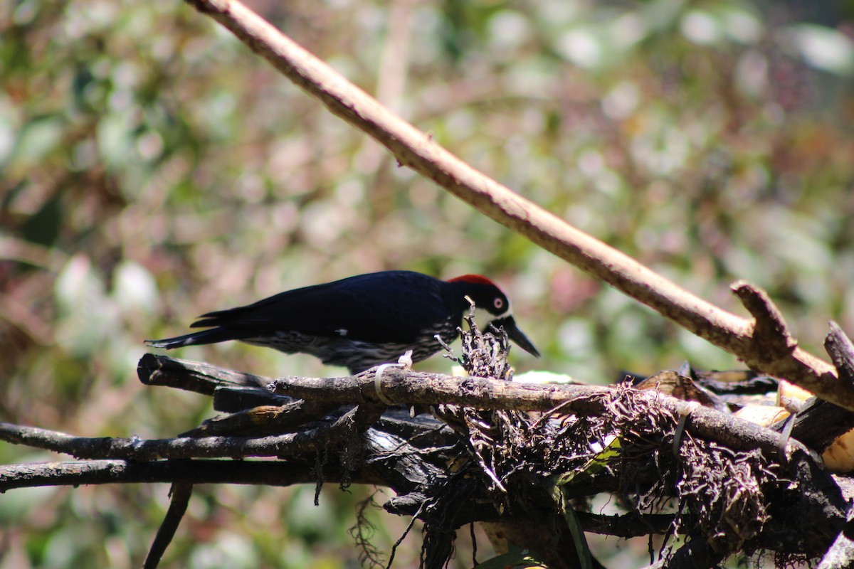 Acorn Woodpecker - ML629686163