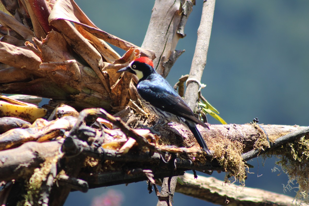 Acorn Woodpecker - ML629686164