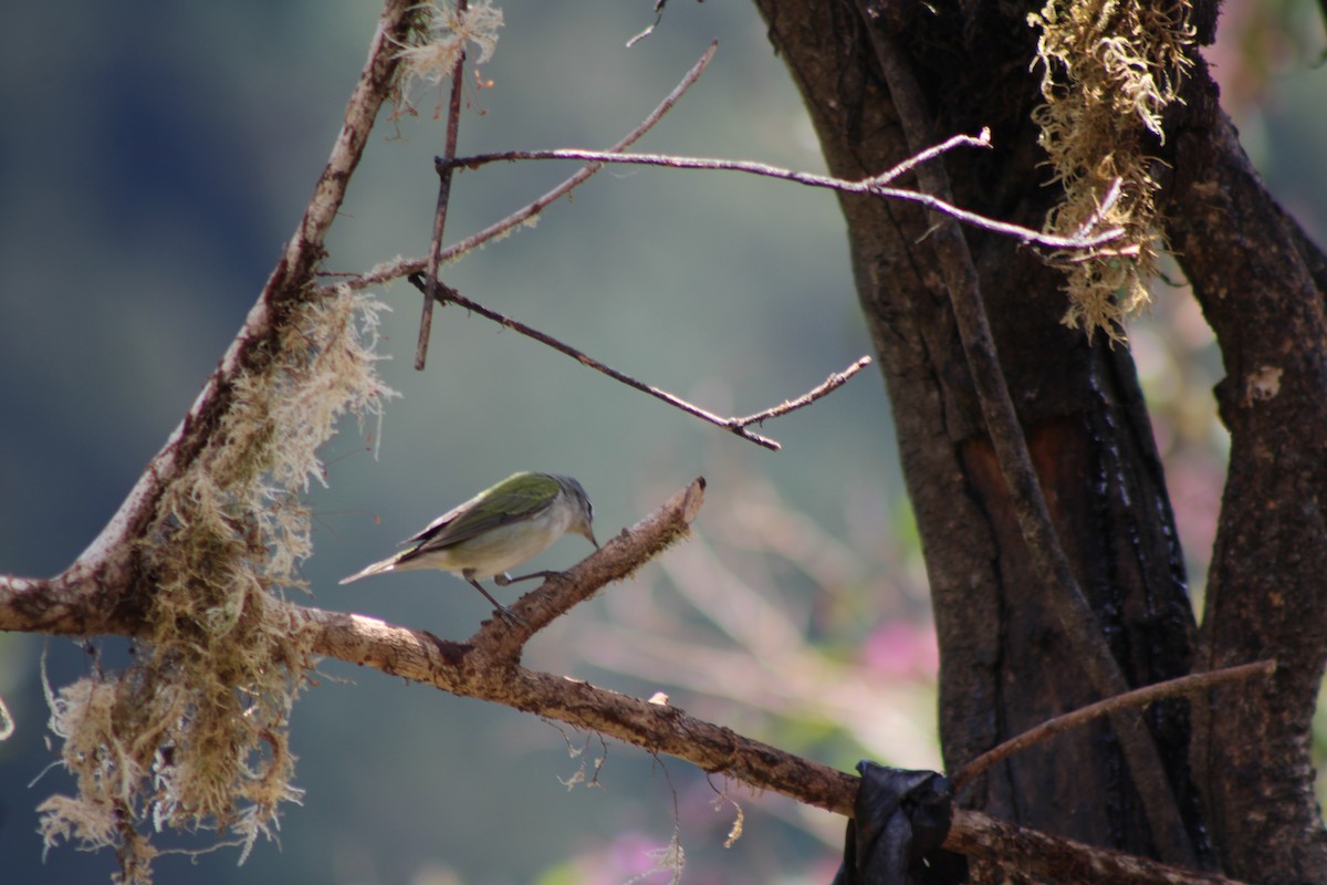 Tennessee Warbler - ML629686221