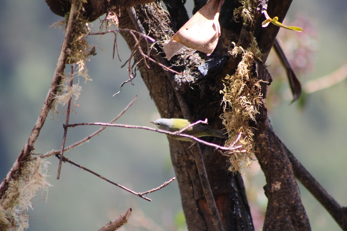 Tennessee Warbler - ML629686223