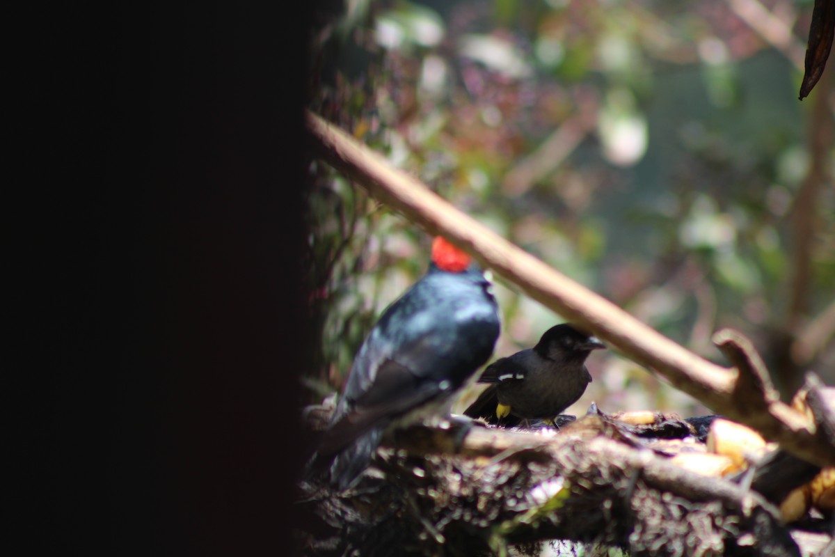 Yellow-thighed Brushfinch - ML629686386